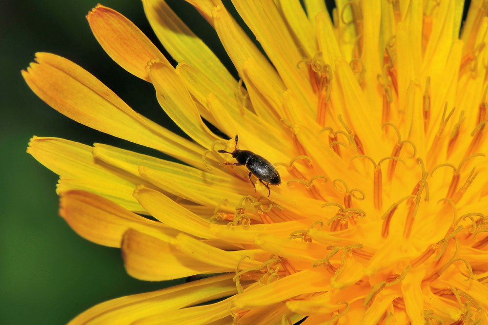 Leiodidae: Colon sp.